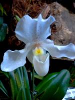 i jeszcze uroczy sabotek