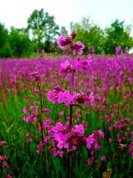 Smółka na Jankowej Górze 