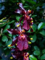 Vuylstekeara - co za czerwień!