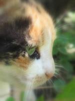 Dla naszych koteczków