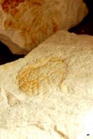 GEOLOGICZNE SKARBY NA BUDOWIE