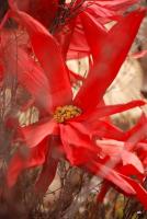 Przedświątecznie palmowo kolorowo