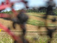 DYMARKI ŚWIĘTOKRZYSKIE 2011