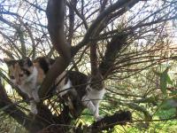 Dla naszych koteczków