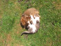 Dla naszych koteczków