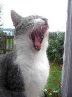 Dla naszych koteczków