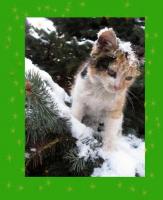 Dla naszych koteczków