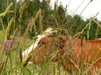 po górach dolinach........................