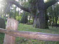 Apel o wsparcie dla Dębu Bartka