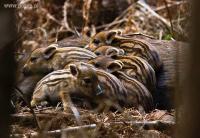 Coraz częściej spotykamy dziki na szlakach.