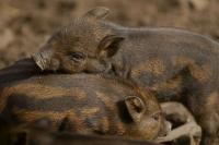 Coraz częściej spotykamy dziki na szlakach.