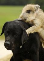 Coraz częściej spotykamy dziki na szlakach.