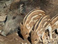 Coraz częściej spotykamy dziki na szlakach.