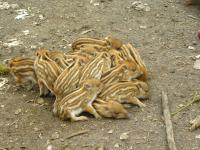 Coraz częściej spotykamy dziki na szlakach.