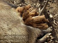 Coraz częściej spotykamy dziki na szlakach.