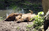Coraz częściej spotykamy dziki na szlakach.