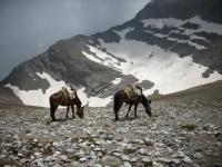 odpoczywające muły