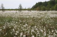 03-06-2012 Spacer na „Białe Ługi” z Deptaczami z MDMu.