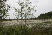 03-06-2012 Spacer na „Białe Ługi” z Deptaczami z MDMu.