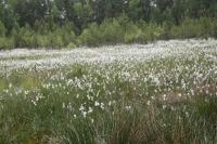 03-06-2012 Spacer na „Białe Ługi” z Deptaczami z MDMu.