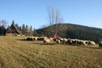 11/12-11-2011 Wyjazd Klubu Górskiego w Gorce 